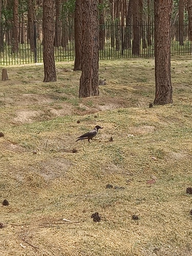 Hooded Crow