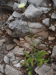 Klasea flavescens flavescens