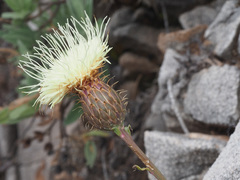 Klasea flavescens flavescens