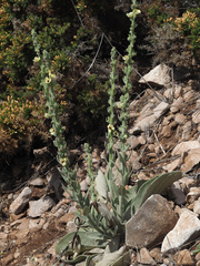 Verbascum rotundifolium