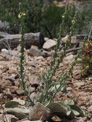 Verbascum rotundifolium
