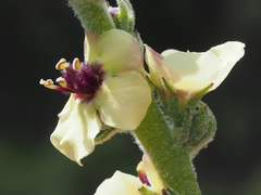Verbascum rotundifolium