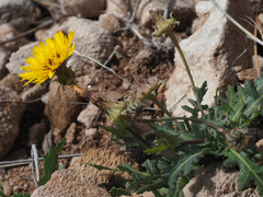 Reichardia tingitana