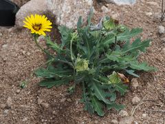 Reichardia tingitana