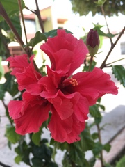 Hibiscus rosa-sinensis