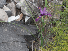 Iris filifolia