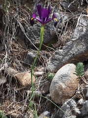 Iris filifolia