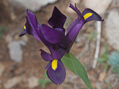 Iris filifolia