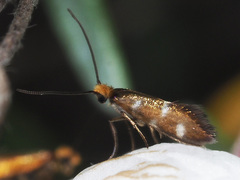 Micropterix imperfectella