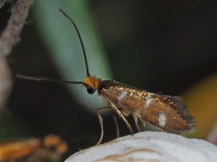 Micropterix imperfectella