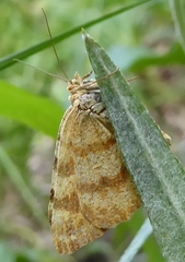 Macaria brunneata