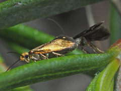 Micropterix imperfectella