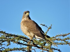 Melierax poliopterus