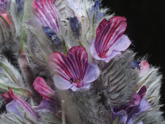 Echium albicans