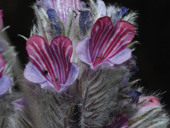 Echium albicans