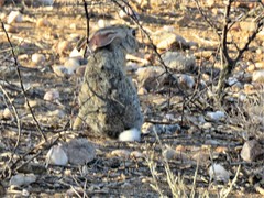 Lepus capensis