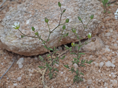 Arenaria modesta