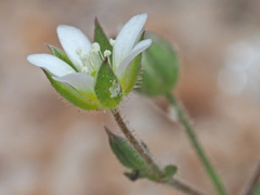 Arenaria modesta
