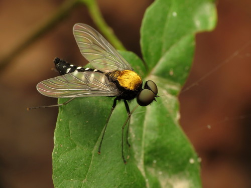 Golden-backed Snipe Fly photo 5