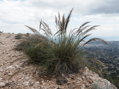 Macrochloa tenacissima