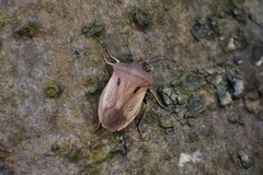 Chalcopis glandulosa