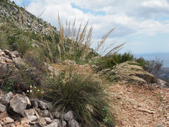 Macrochloa tenacissima