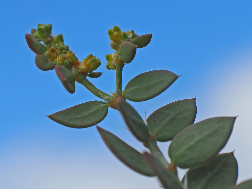 Paronychia suffruticosa