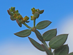 Paronychia suffruticosa