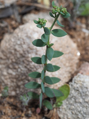 Paronychia suffruticosa