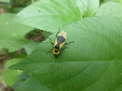 Chauliognathus distinguendus