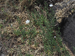 Cerastium gibraltaricum