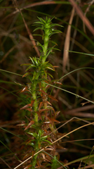 Paepalanthus fluviatilis