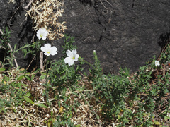 Cerastium gibraltaricum