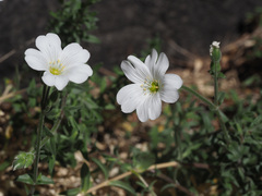 Cerastium gibraltaricum