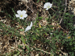 Cerastium gibraltaricum