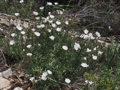Convolvulus lanuginosus