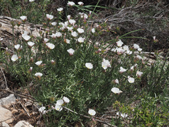Convolvulus lanuginosus
