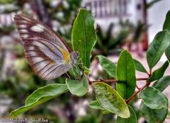 Appias libythea