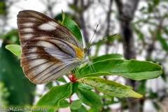 Appias libythea