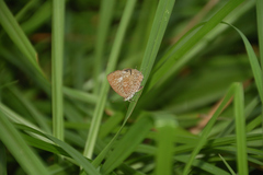 Arhopala birmana asakurae