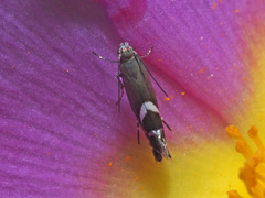 Glyphipterix simpliciella