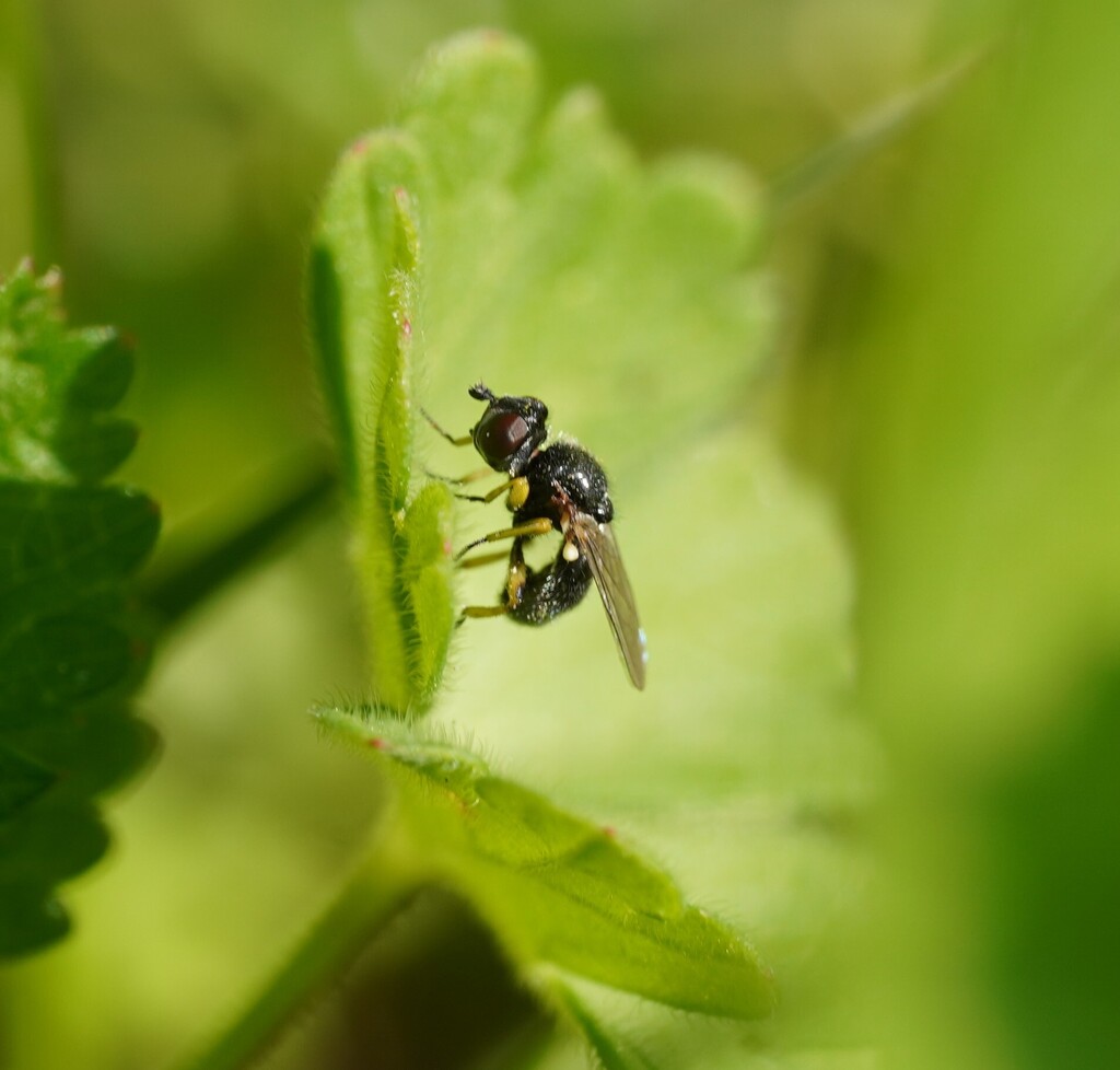 Dalmannia marginata