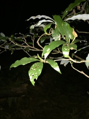 Machilus japonica