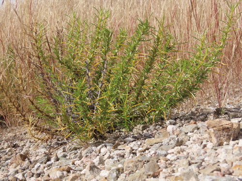 Image of Thorn Karooviolet (Aptosimum spinescens) by no rights reserved