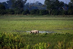 Rhinoceros unicornis