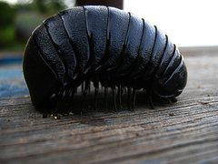 Arthrosphaera