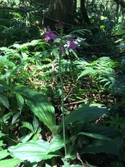 Calanthe masuca