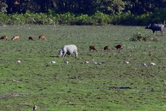 Rhinoceros unicornis