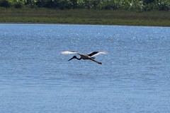 Ephippiorhynchus asiaticus asiaticus