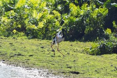 Ephippiorhynchus asiaticus asiaticus